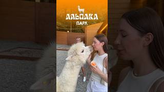 #vlog #альпака #обзор #влог #море #топ #отдых #отдыхвсочи #парк #сочи