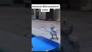 Bird scared of water 🤣 voiceover by dulo #funnyanimals #birds #comedy #funny #funnyshorts #animals