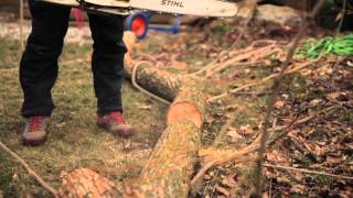 Toronto Backyard Tree Removal | Cohen & Master