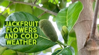 Jackfruit flowers and cold weather