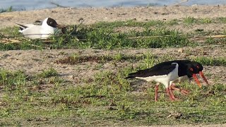 Ein brütendes Paar der Austernfischer am Baggersee _ #Vogelbeobachtung