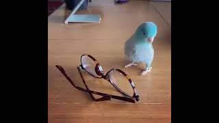 Lovely and Smart Parrot | amazing parrot