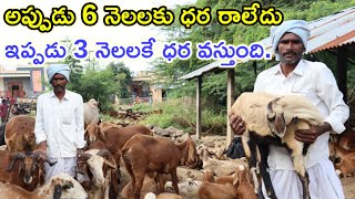 ఒక్కడినే 400 పెంచాను village sheep farm @MalleshAdla