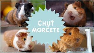 Chuť morčete 🐹