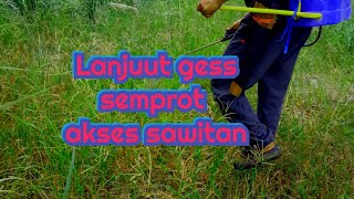 Lanjut semprot semprot herbi gess untuk sawit makin jaya