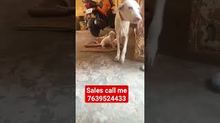 Rajapalayam Dog male & female puppy available location Rajapalayam call me 7639524433