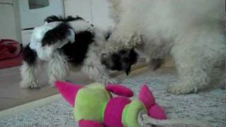 Cute Puppies Bichon and Havanese Playing