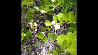 Coco Plums On The Atlantic Coastal Ridge