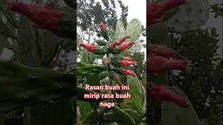 #buah #tanaman #berkebun #kebun #short