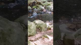 Fallout song chilling out by the creek in the woods! #nature #viralvideo #subscribe