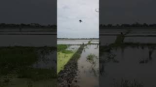 Jojo nyari belut di sawah #alam #nature #sawah