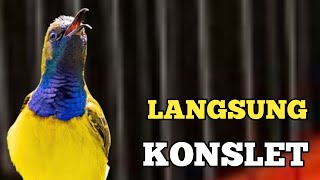 LANGSUNG KONSLET❗❗ PANCINGAN SOGON BIAR MAU KONSLET