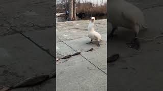 Bird Eating Fish #shorts #viral #familiaranimal #animaltheater #bird