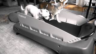 Chihuahuas on the treadmill!