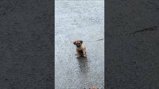 Rain Soaked Puppy Finds a Loving Home #shorts