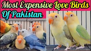 Love Birds Price 2022 | African Love Birds For Sale | Love Birds Price In Pakistan