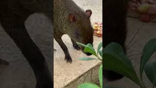 Agouti eating pineapple pizza