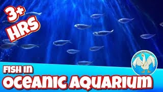 3 hrs Ambient Screensaver Fish Aquarium, underwater ocean relaxing sea background screen saver