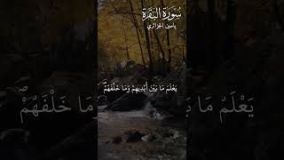 آية الكرسي ياسين الجزائري