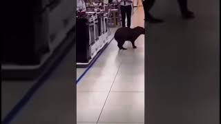 Capybara shopping