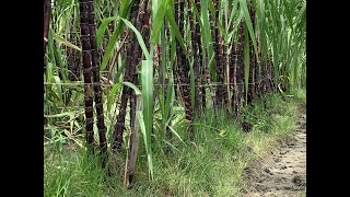 ফিলিপাইন কালো আঁখ জমি থেকে সরাসরি ভিডিও - কৃষি বিচিত্র