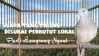 suara yang paling disukai perkutut lokal buat masteran pasti langsung nyaut