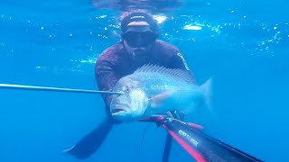 Pesca submarina, seguimos en verano, buscando dentones.