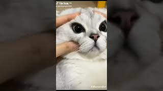 cats funny mooments