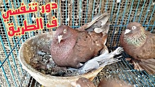 #احذروا🔋☠️دور تنفسي ونهجان شديد#الحق نفسك #pigeon