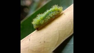 Blue-striped Nettle Grub(Parasa lepida) #caterpillar #bug