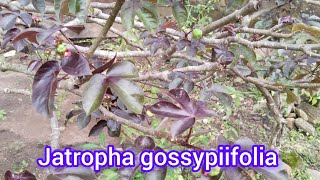 Sēcrët Discọ́ver Jatropha gossypiifolia widely known as bellyache bush