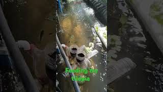 feeding my tilapia