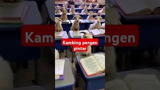 Kambing sekolah moderen