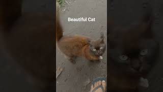 beautiful #shortvideo#cat