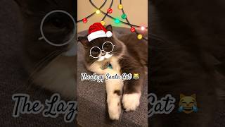 THE LAZY SANTA CAT!!! 😹 #cat #catvideos #shortvideo #short  #justforfun