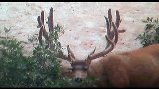 Henry Mountain Velvet Bucks