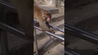 Why take the stairs when you can slide down #shorts #travelvlog #monkey