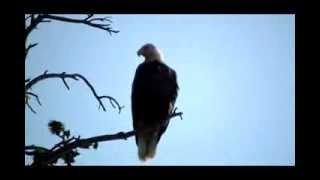 Eagle at Yellowstone Lake