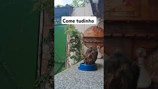 #dog #bull #pitbull #viralvideo #cat #adoteumgato #gatos #adote#pets #adoteumgatinho #refeição#xbox