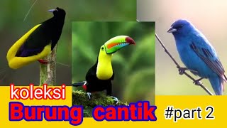 KOLEKSI BURUNG TERCANTIK DI ALAM LIAR || COLLECTION OF THE MOST BEAUTIFUL BIRD IN THE WILD