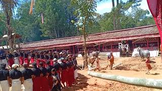 Meriah & Sakral Tarian Duka Ma' badong Pada Ritual Rambu Solo' Alhm.Maria Parayo Ne'Anto di Toraja