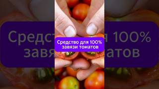 Все томаты завяжутся !  #дача #огород  #томаты #сад