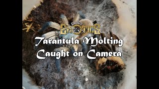 Tarantula Molting Caught on Camera #GorbyExoticsVlog40