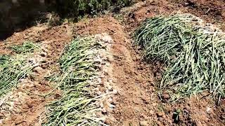 Harvest live Agriculture solutions Ooty's broadcast