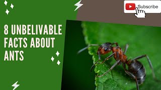 8 Unbelivable Facts about Ants