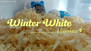 Makukulit na mga Hamster - Winter White Hamster