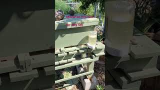 Hive update #permaculture #beehive #smallspacegarden