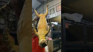 Biawak galak langsung jinak 😂#video #biawak #snake  #animals #borneo #shorts