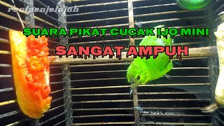 SUARA CUCAK IJO MINI MEMANCING LAWAN