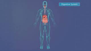 How the Nervous System Works: The Science of Thinking